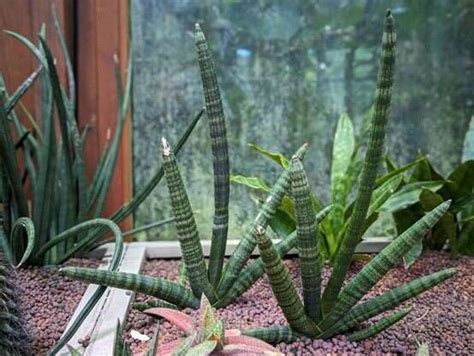 黃邊虎尾蘭|典藏植物園秋季必看! 虎尾蘭替你吸走髒空氣